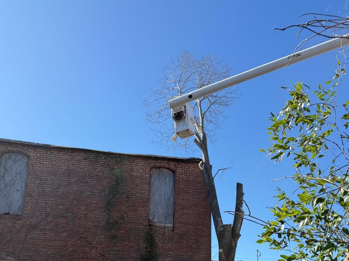 El Costeño Tree Service LLC